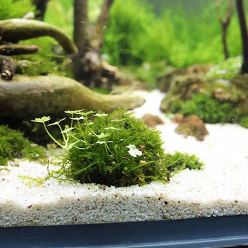 Aquariumdecoratie Mosbal Voor Garnalen Decoratief Element 3