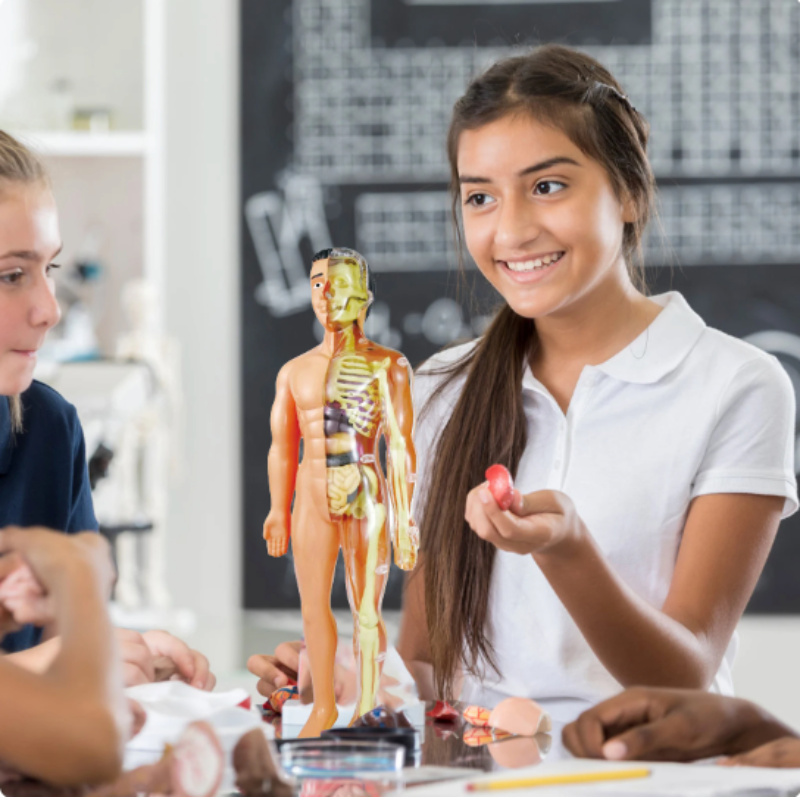 Educatief Anatomiemodel voor Kinderen Interactief 0
