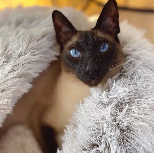 Honden- en Kattenbed Pluche Grot 2