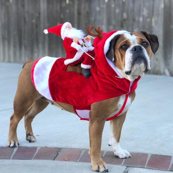 Honden Kostuum voor Kerstman Feestelijk 6