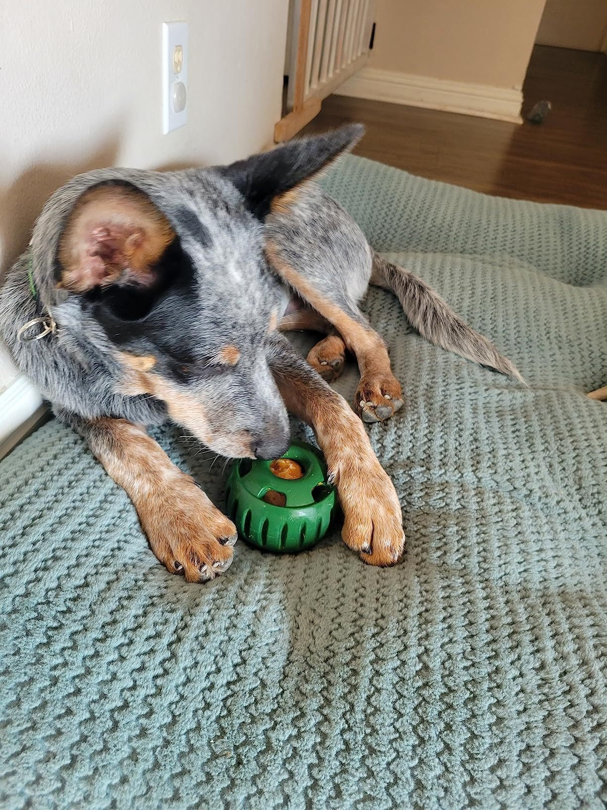 Honden Speelbal Voor Snacks Met Koelfunctie 4