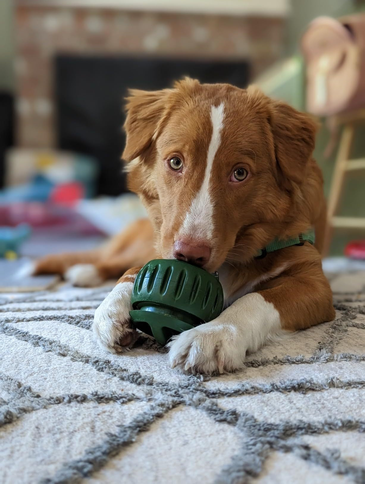 Honden Speelbal Voor Snacks Met Koelfunctie 6