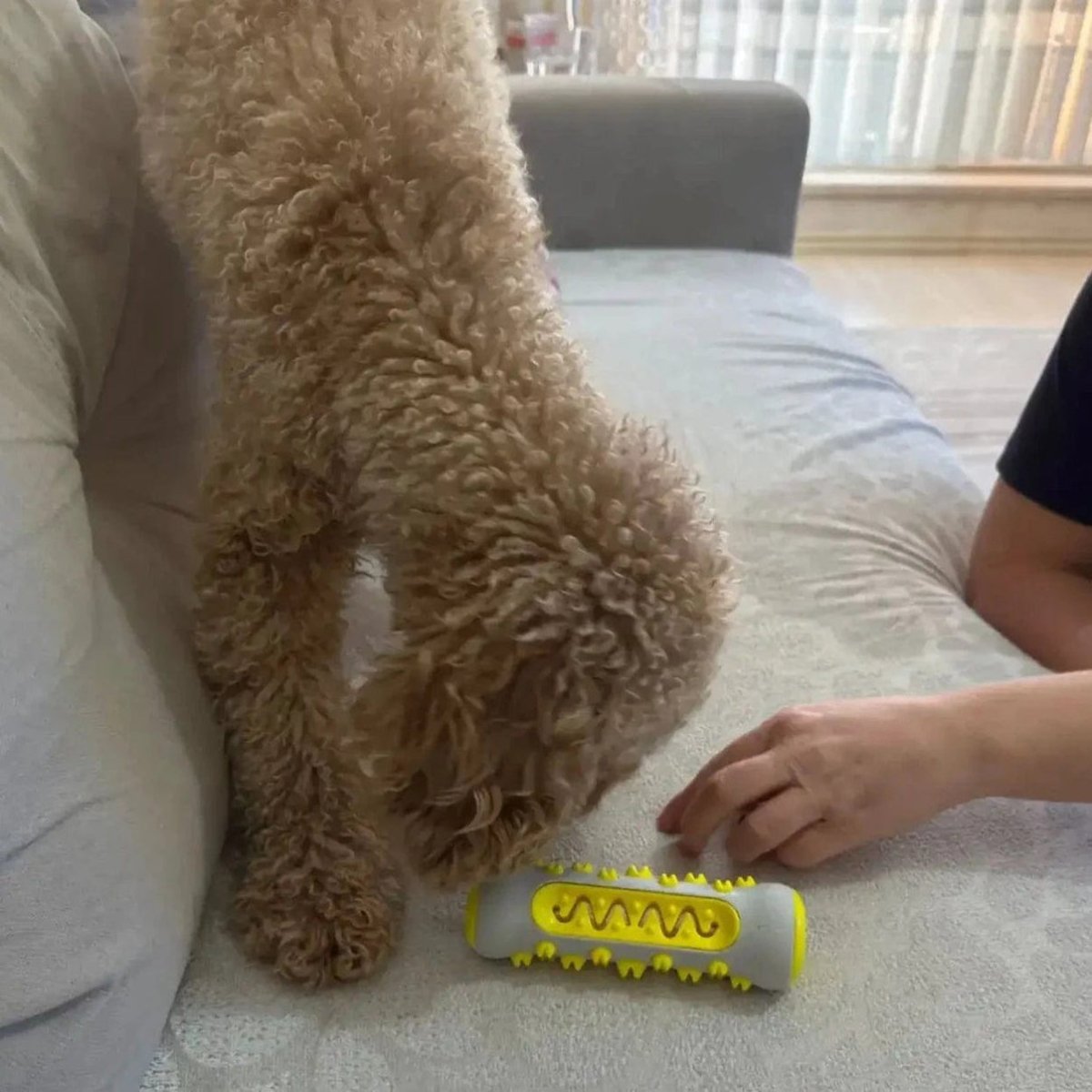 Hondenspeeltje voor Ontspanning en Interactief Spelen 6