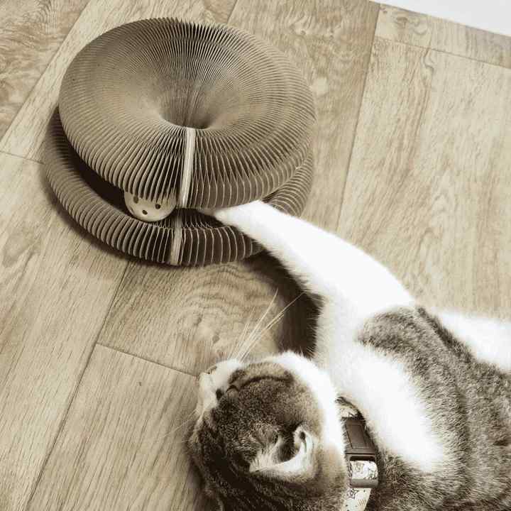 Katten Speelgoed Activiteitenspeelgoed 2