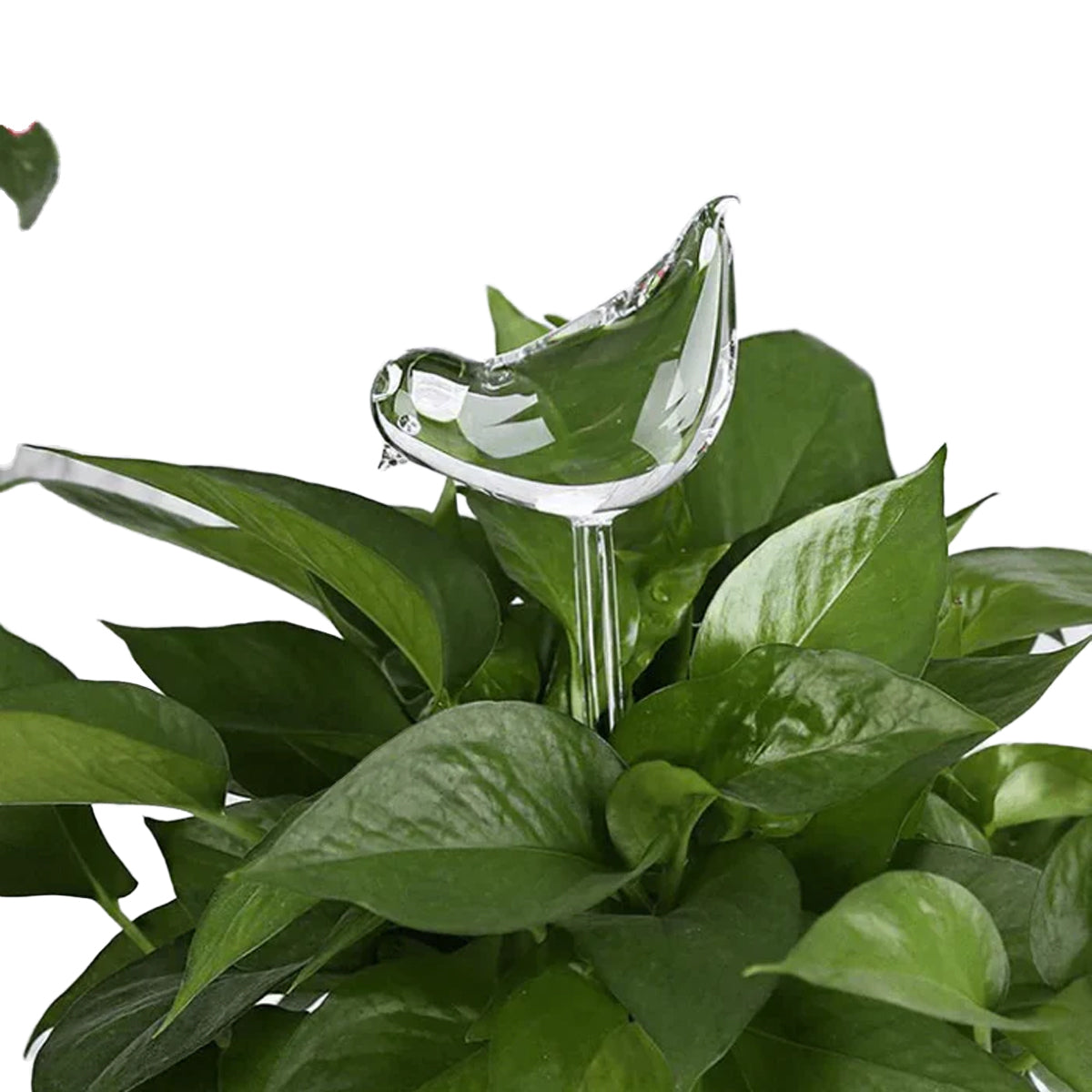 Zelf-drenkende Plantenbol