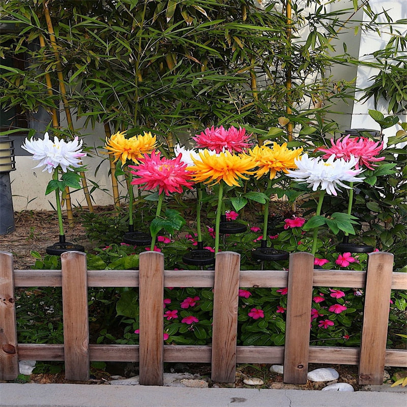 Chrysanthemum LED Zonne Licht Belleza