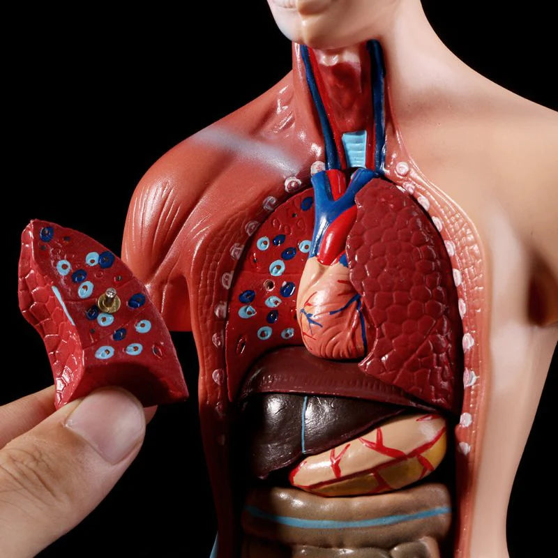Anatomische Torso 15 delig