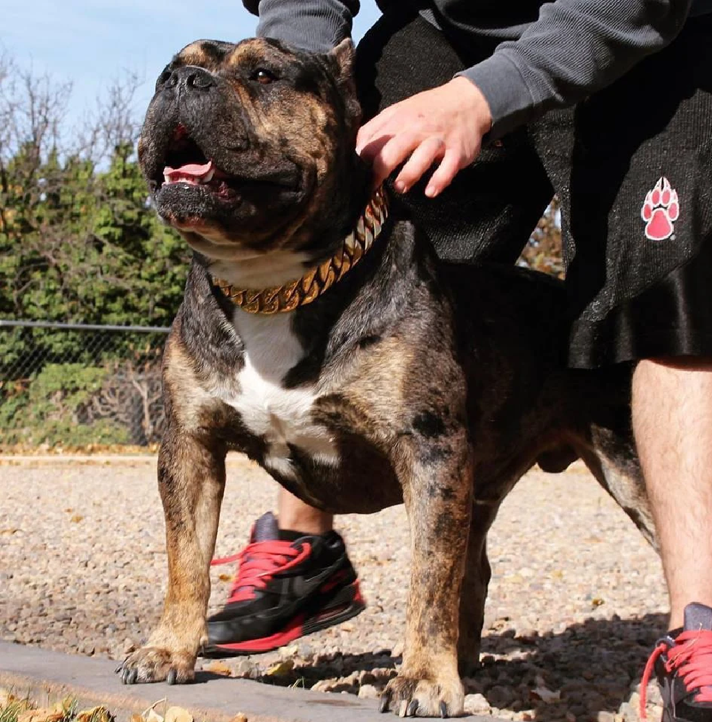 BlingBling | Metalen Honden Ketting