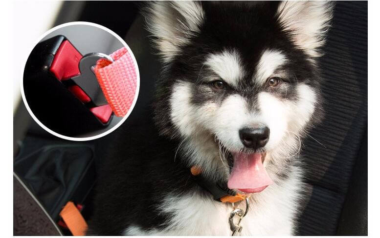 Hond Auto Veiligheidsgordel