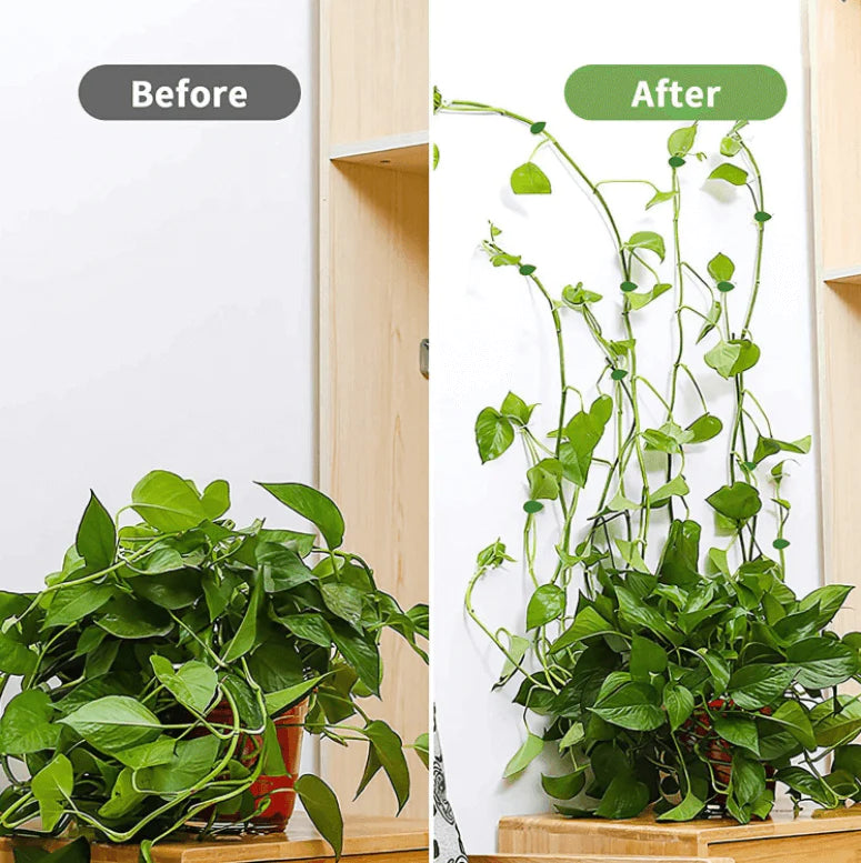 Plant Klimmend Voorwerp Bevestigingsclip