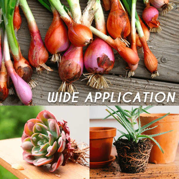 Snelle Groei Wortelpoeder