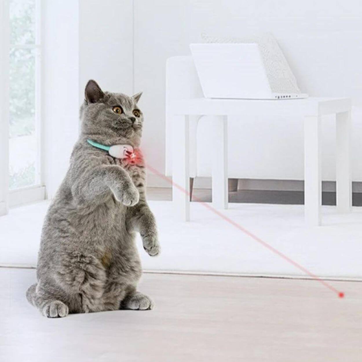Verstelbare Katten Laserlokker