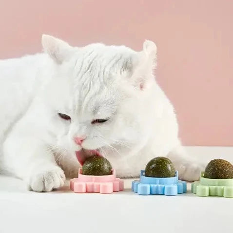 Kattenkruid Roterende Molaar Speelgoed