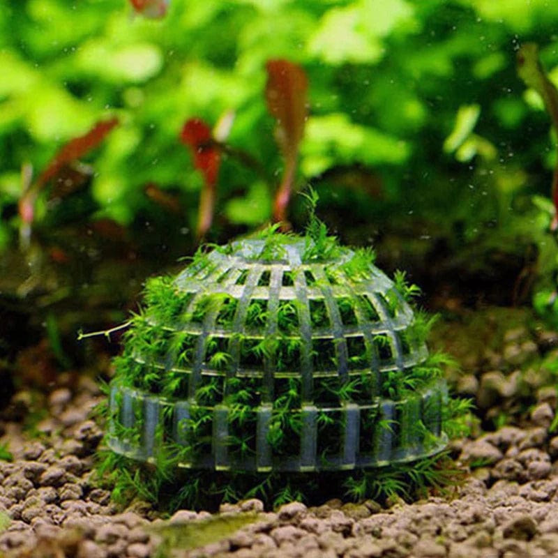 Aquariumdecoratie Mosbal Voor Garnalen Decoratief Element 1