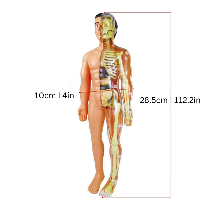 Educatief Anatomiemodel voor Kinderen Interactief 1