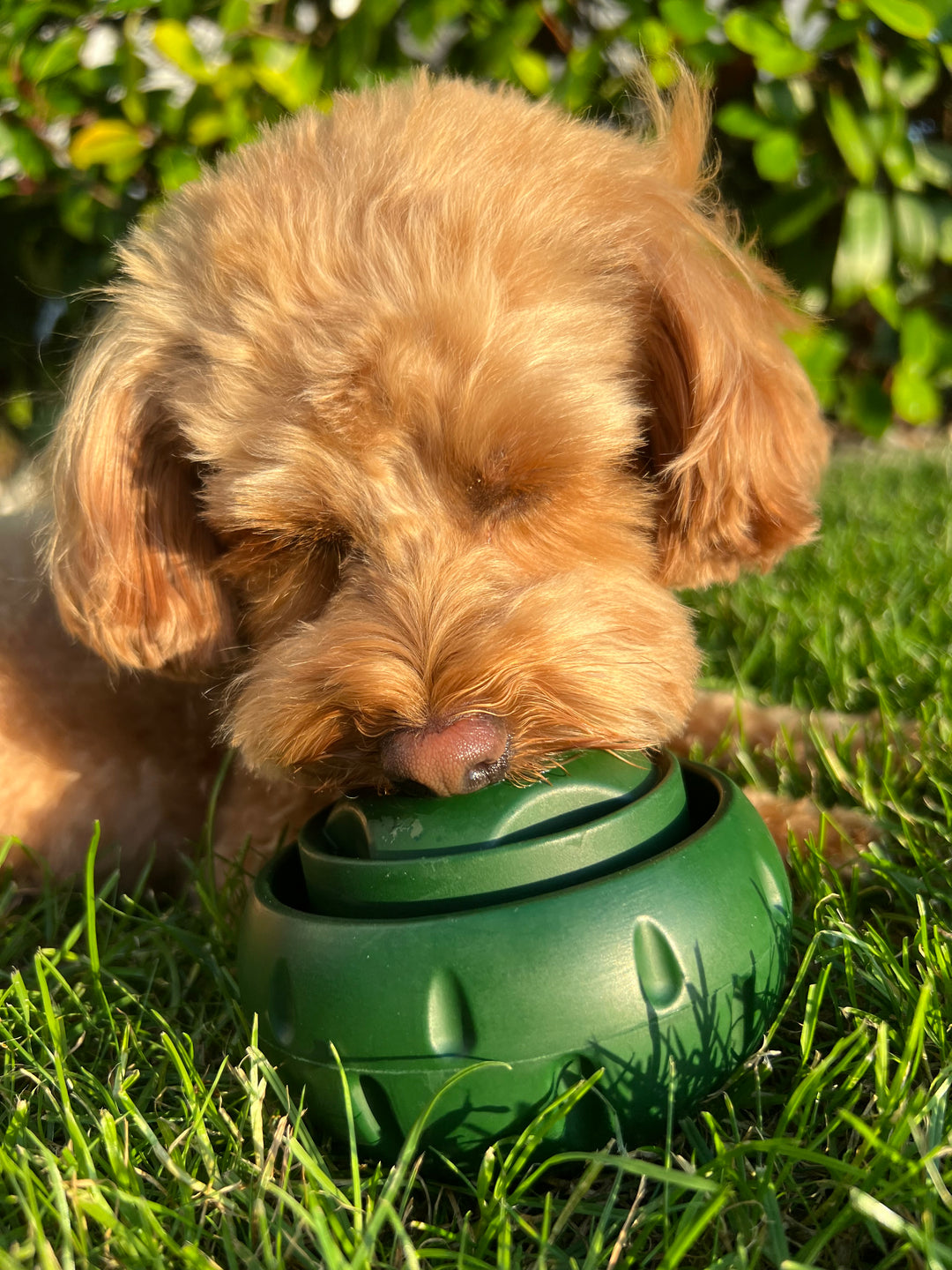 Honden Speelbal Voor Snacks Met Koelfunctie 5