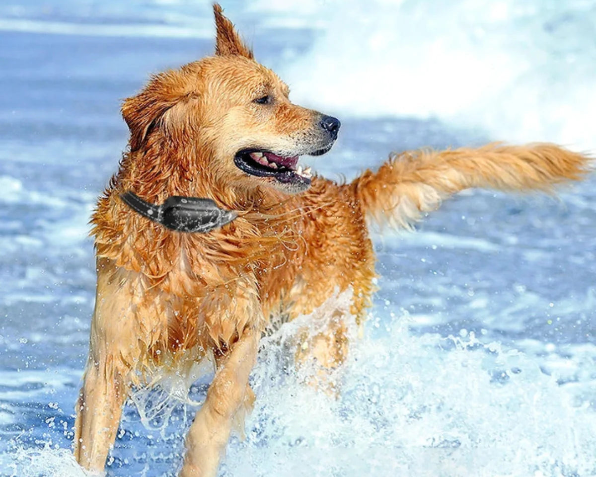 Hondentrainingshalsband met Afstandsbediening en Waterdichte Functies 4