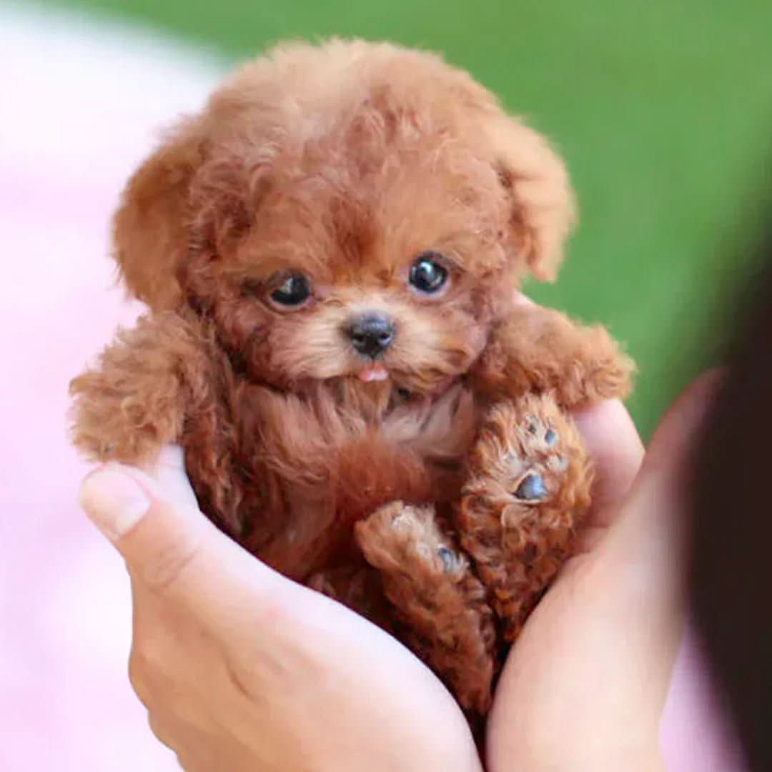 Interactieve Hond PlushWau voor Kinderen 0