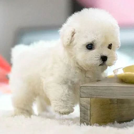 Interactieve Hond PlushWau voor Kinderen 3