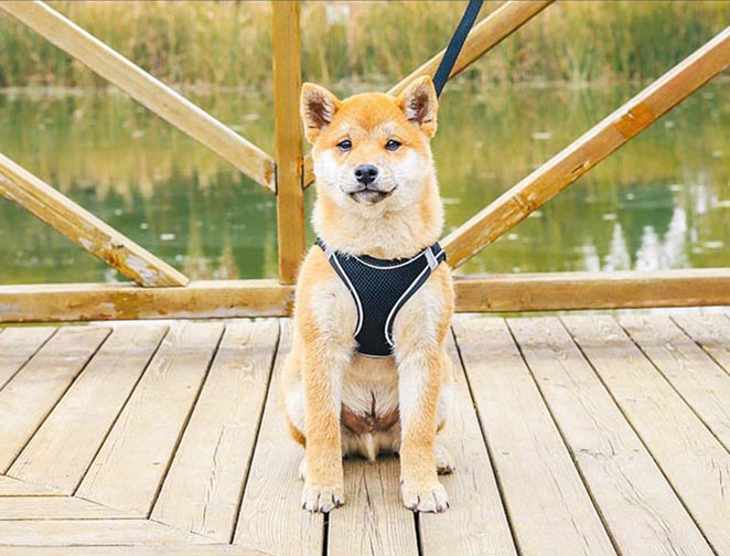 Reflecterend Dierenvest