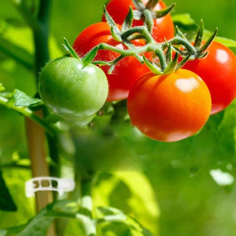 Tuinaccessoires Stangstabilisatoren voor Klimplanten 5