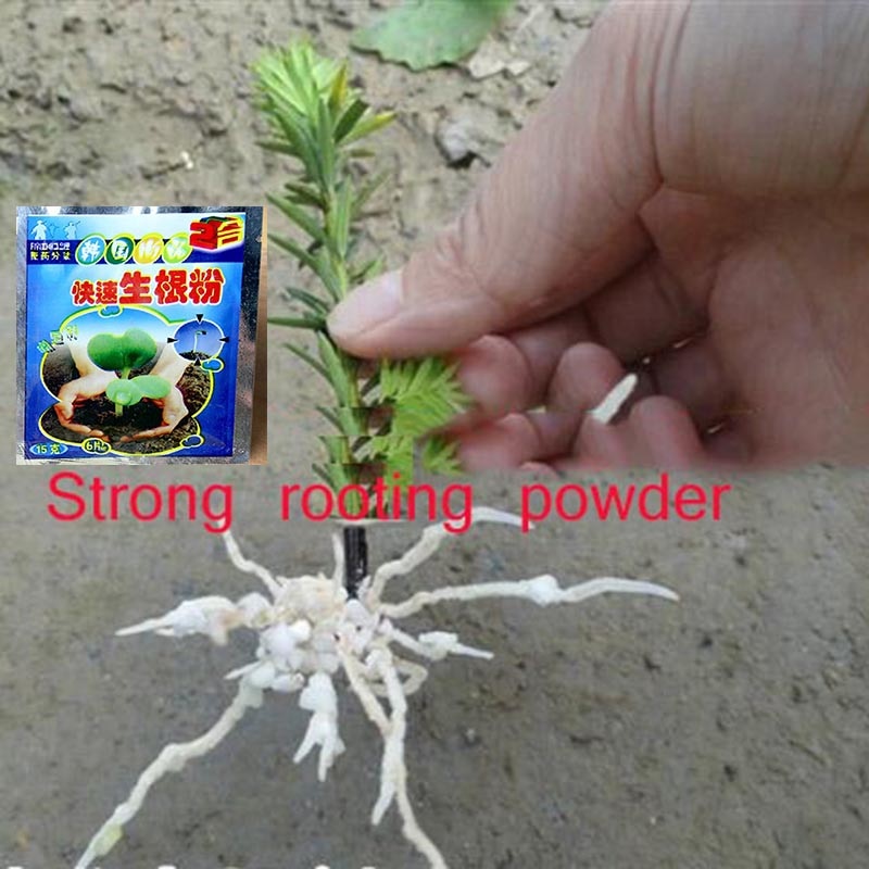 Snelle Groei Wortelpoeder