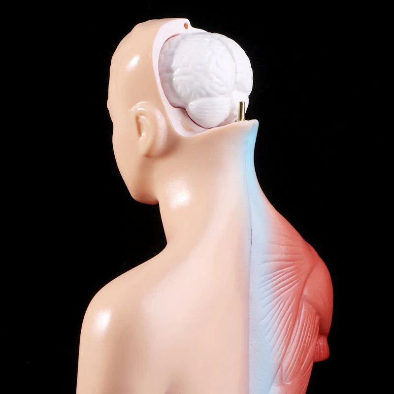 Anatomische Torso 15 delig