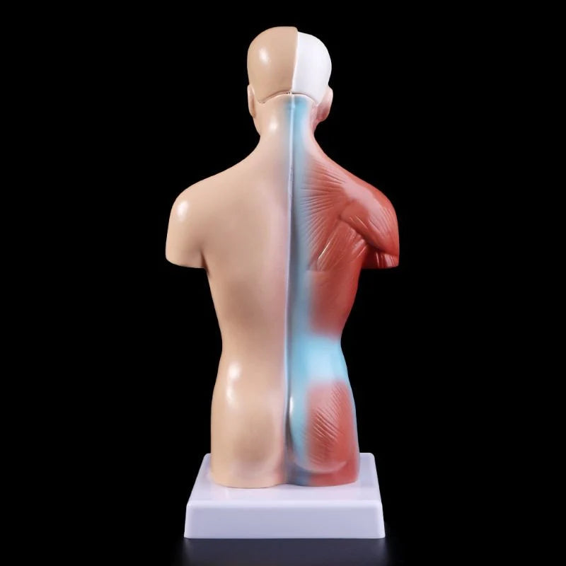 Anatomische Torso 15 delig