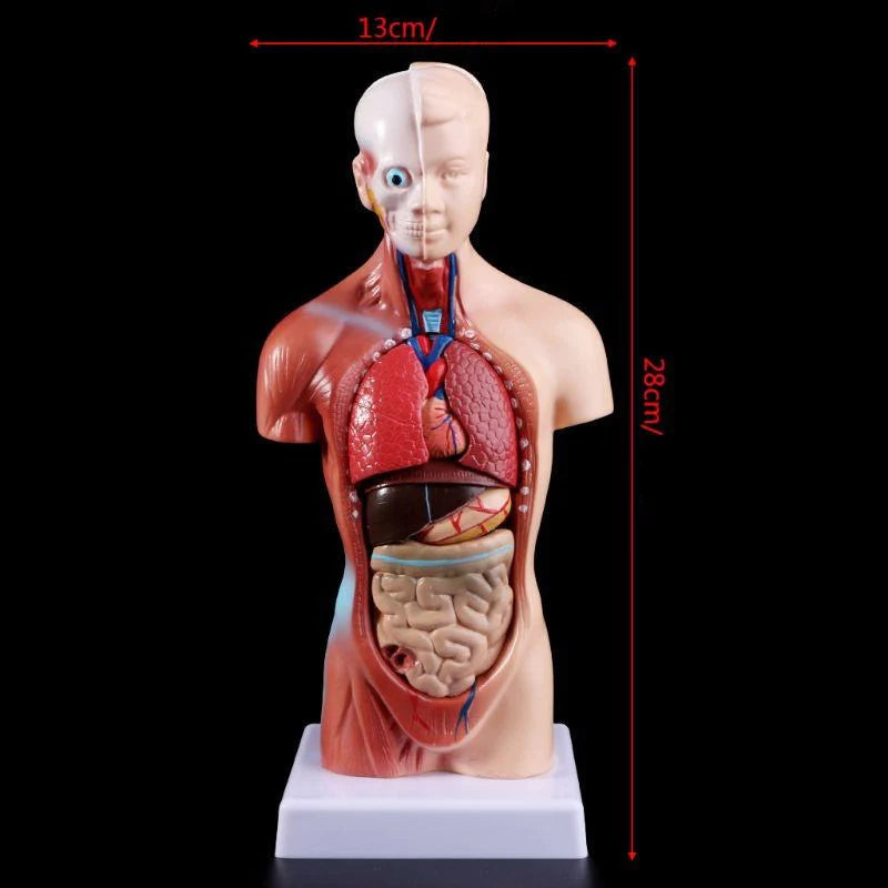 Anatomische Torso 15 delig