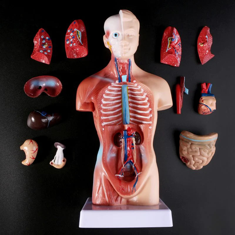 Anatomische Torso 15 delig