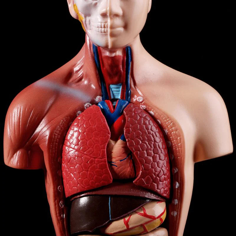 Anatomische Torso 15 delig