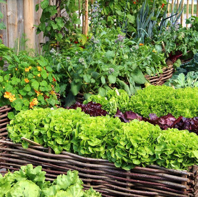 Oplossing voor plantenvoedingsmiddelen