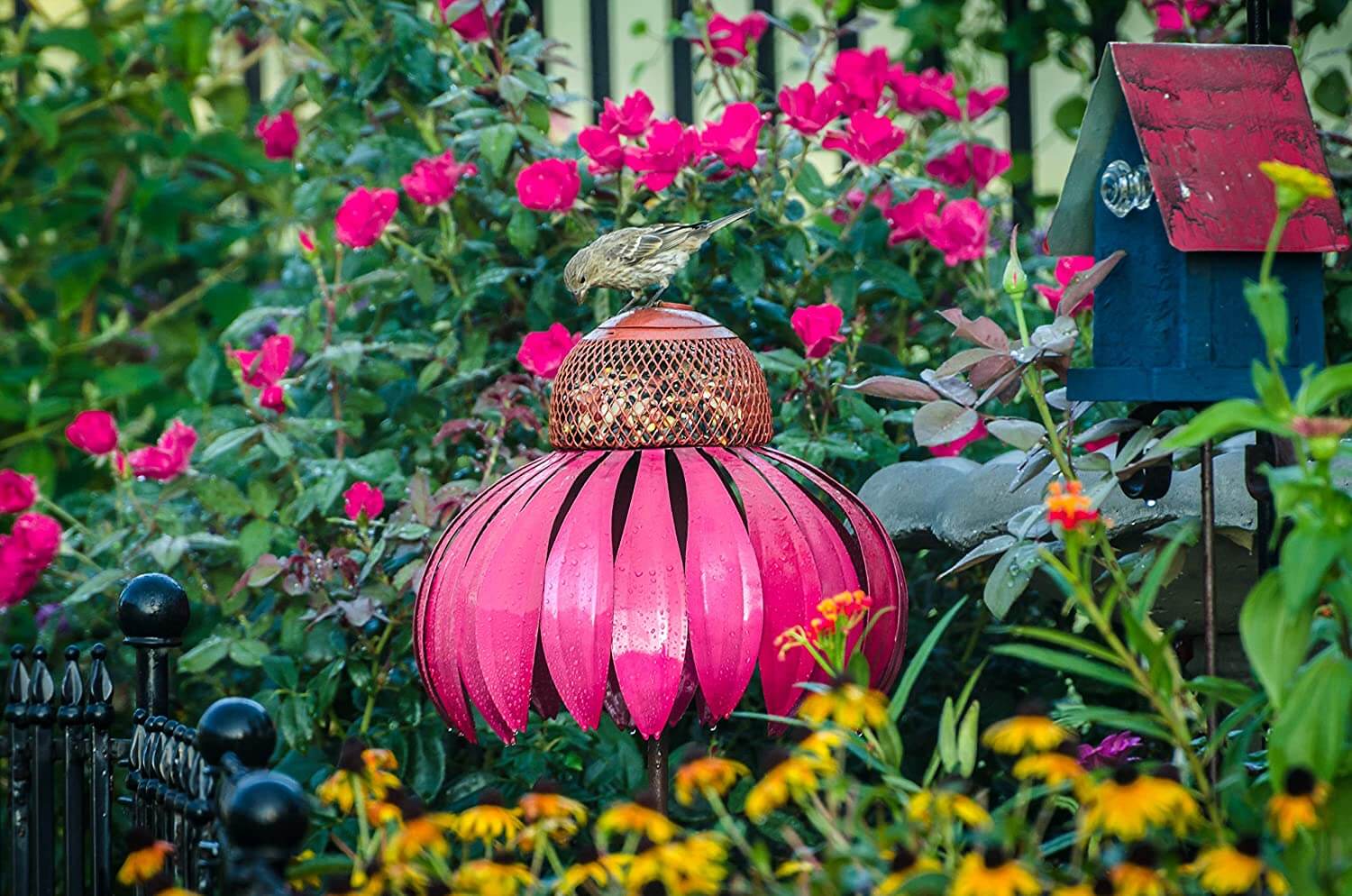 Coneflower Vogel Voederhuisje