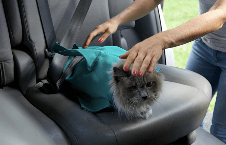 Comfy Cat Reisetui