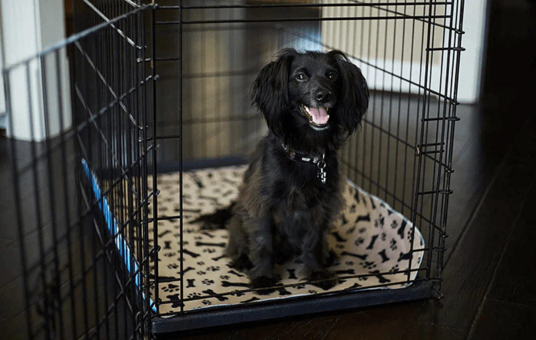 Herbruikbare honden plasmat